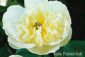 Paeonia lactiflora 'Charlies White'
